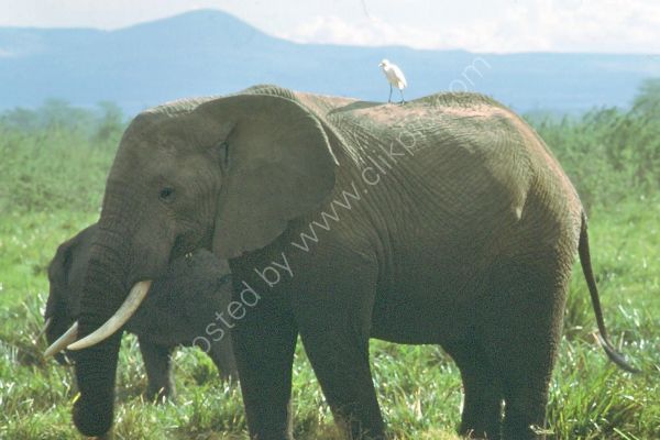 Bird on an Elephant, Solio Ranch